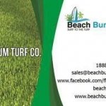 Beach Bum Turf